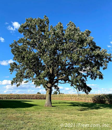 Mature bur oak shade tree with a full canopy growing on a Central Texas property near Brownwood, TX