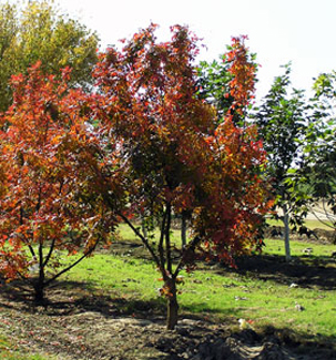 Young Chinese Pistache trees showing red and orange fall color at Trees Forever Nursery in Brownwood, TX