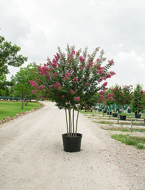 Potted crepe myrtle in bloom staged on the gravel drive at Trees Forever Nursery