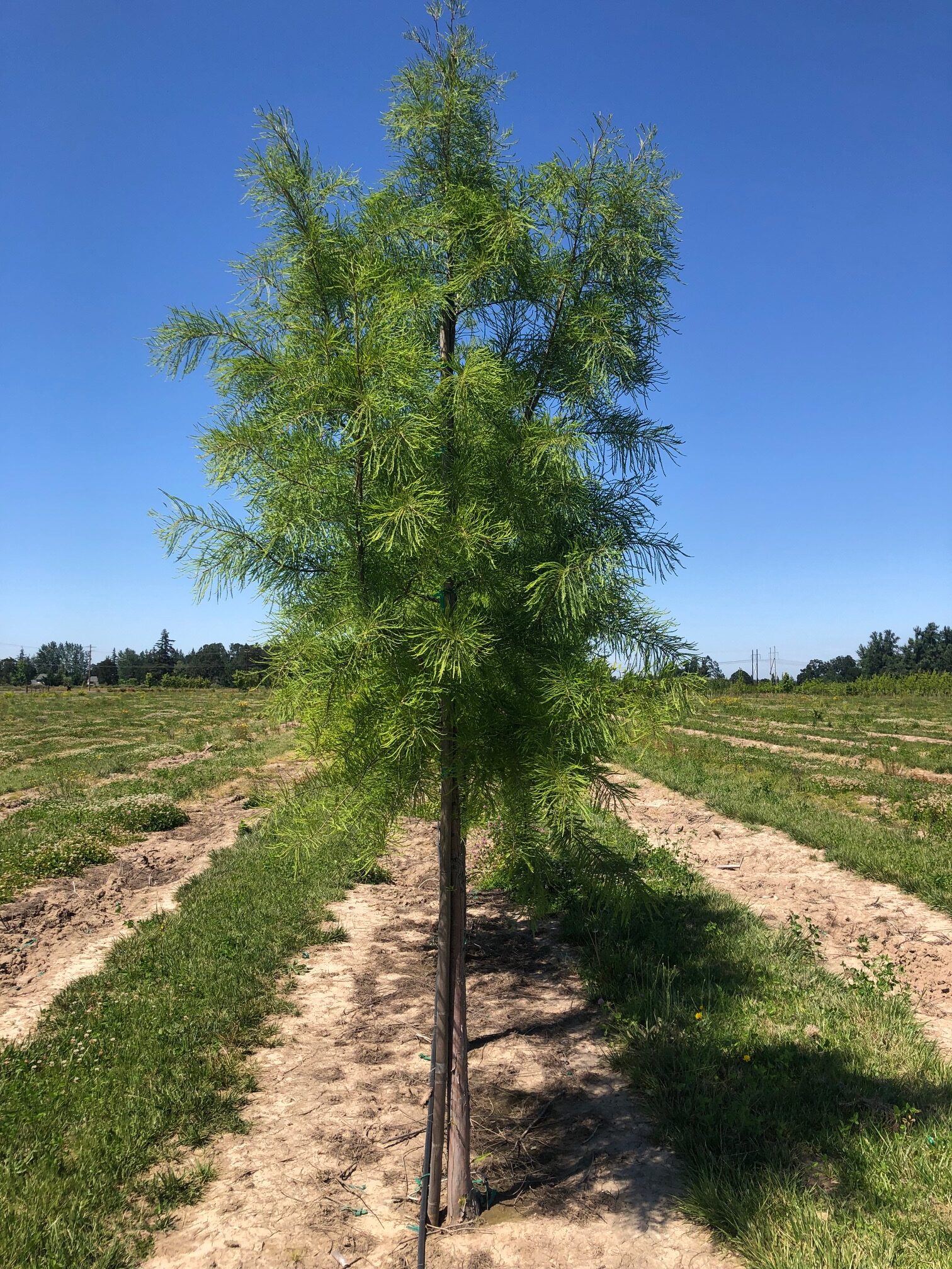 Young bald cypress tree with bright green feathery foliage grown for Central Texas landscapes