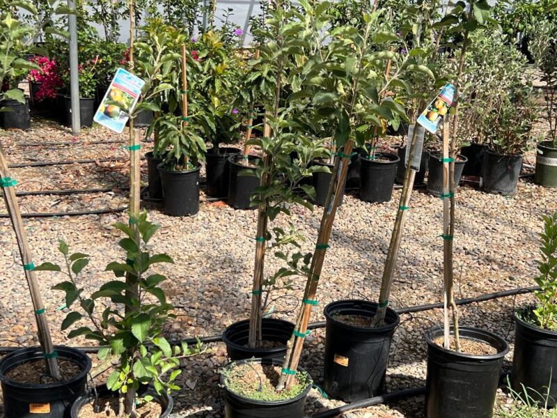 Potted fruit trees with variety tags for sale at Trees Forever Nursery in Brownwood, TX