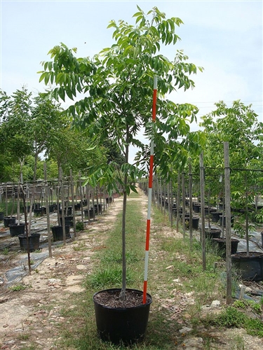Potted pecan tree staked and ready for planting at Trees Forever Nursery in Brownwood, TX