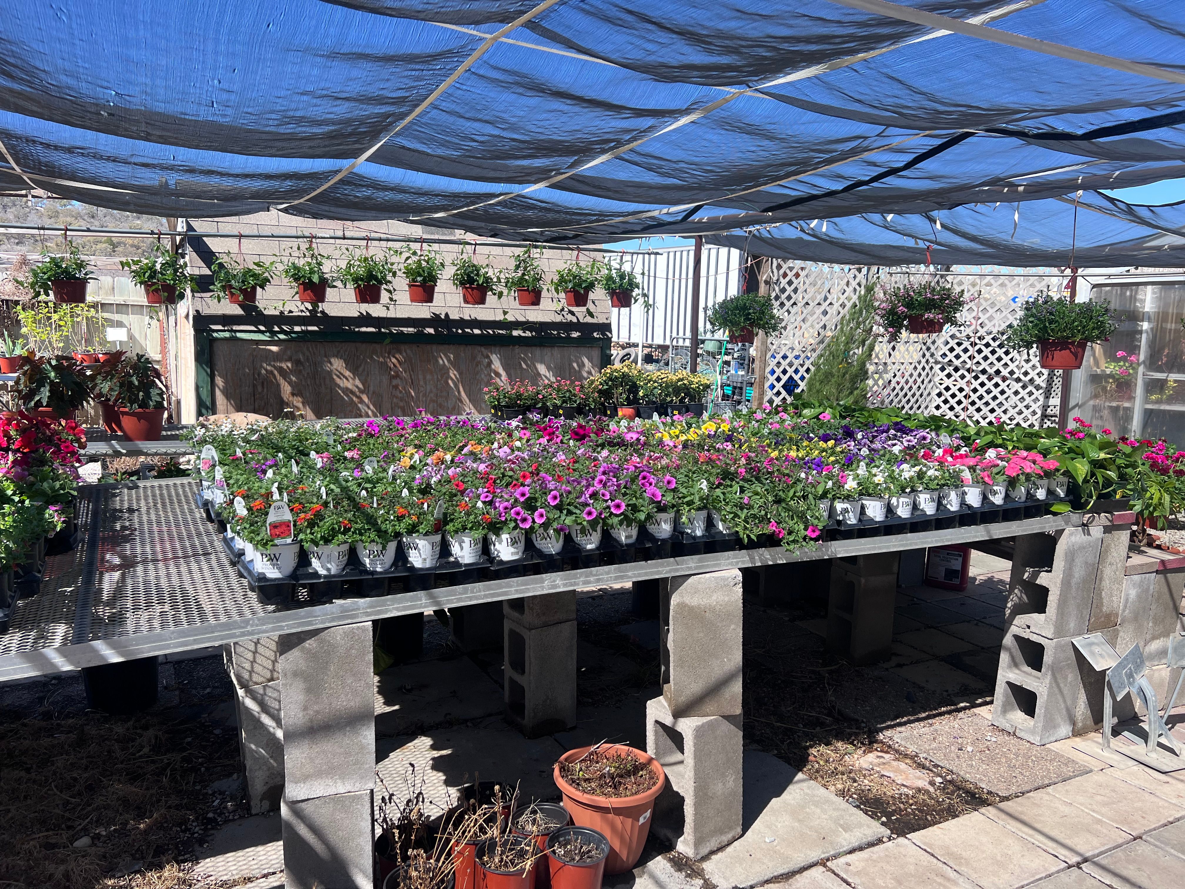 Trays of colorful petunias and flowering annuals for sale under the shade house at Trees Forever Nursery