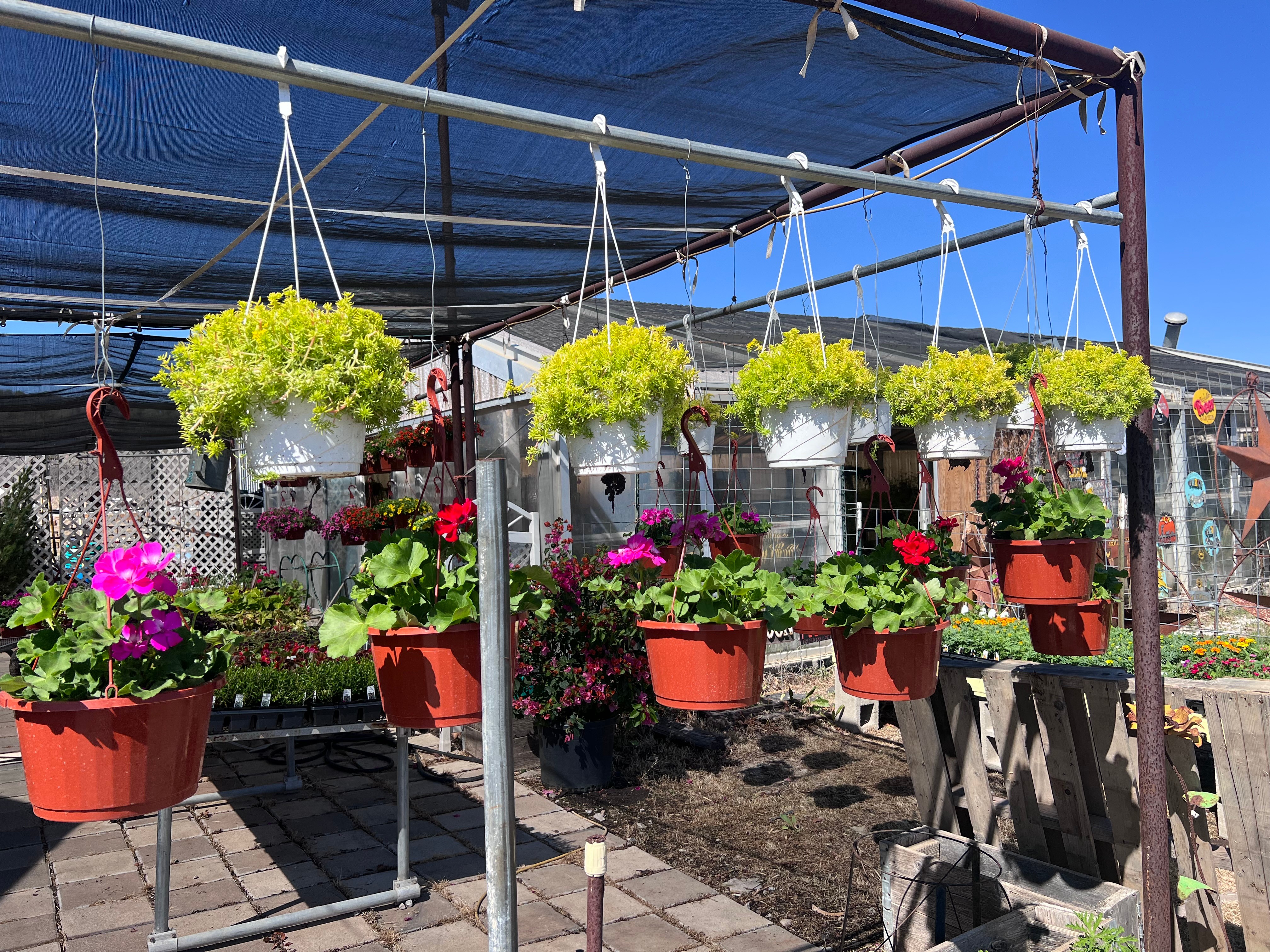 Potted barrel cacti and succulents on display at Trees Forever Nursery in Brownwood, TX