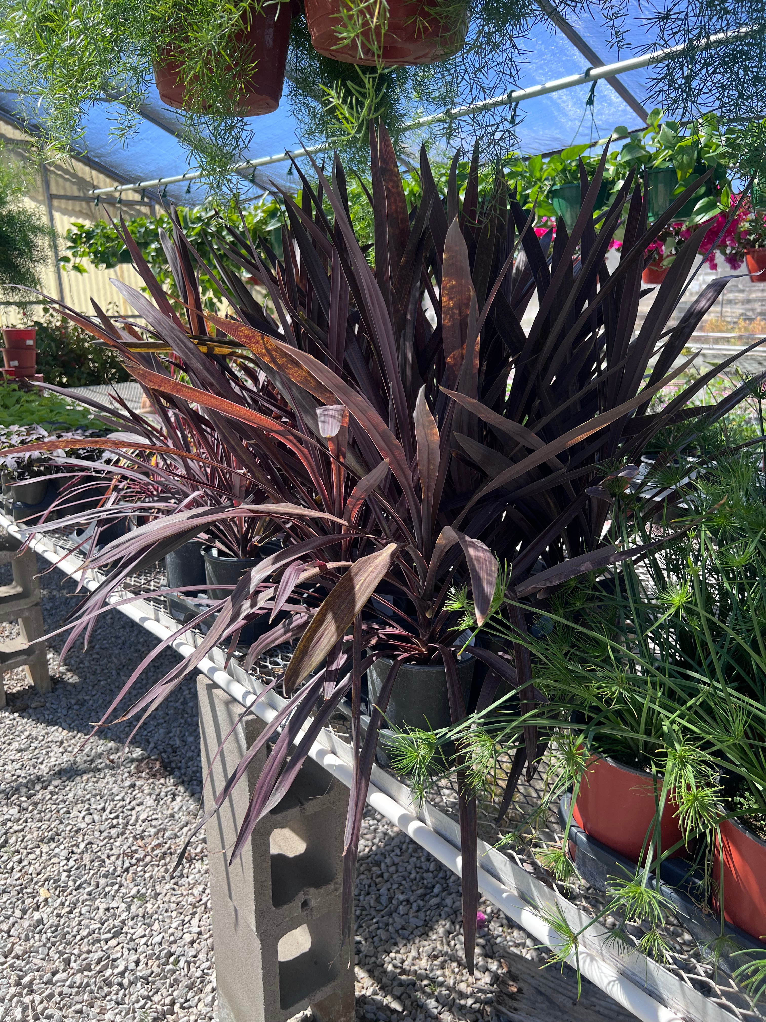 Hanging spider plant baskets displayed in the greenhouse at Trees Forever Nursery in Brownwood, TX