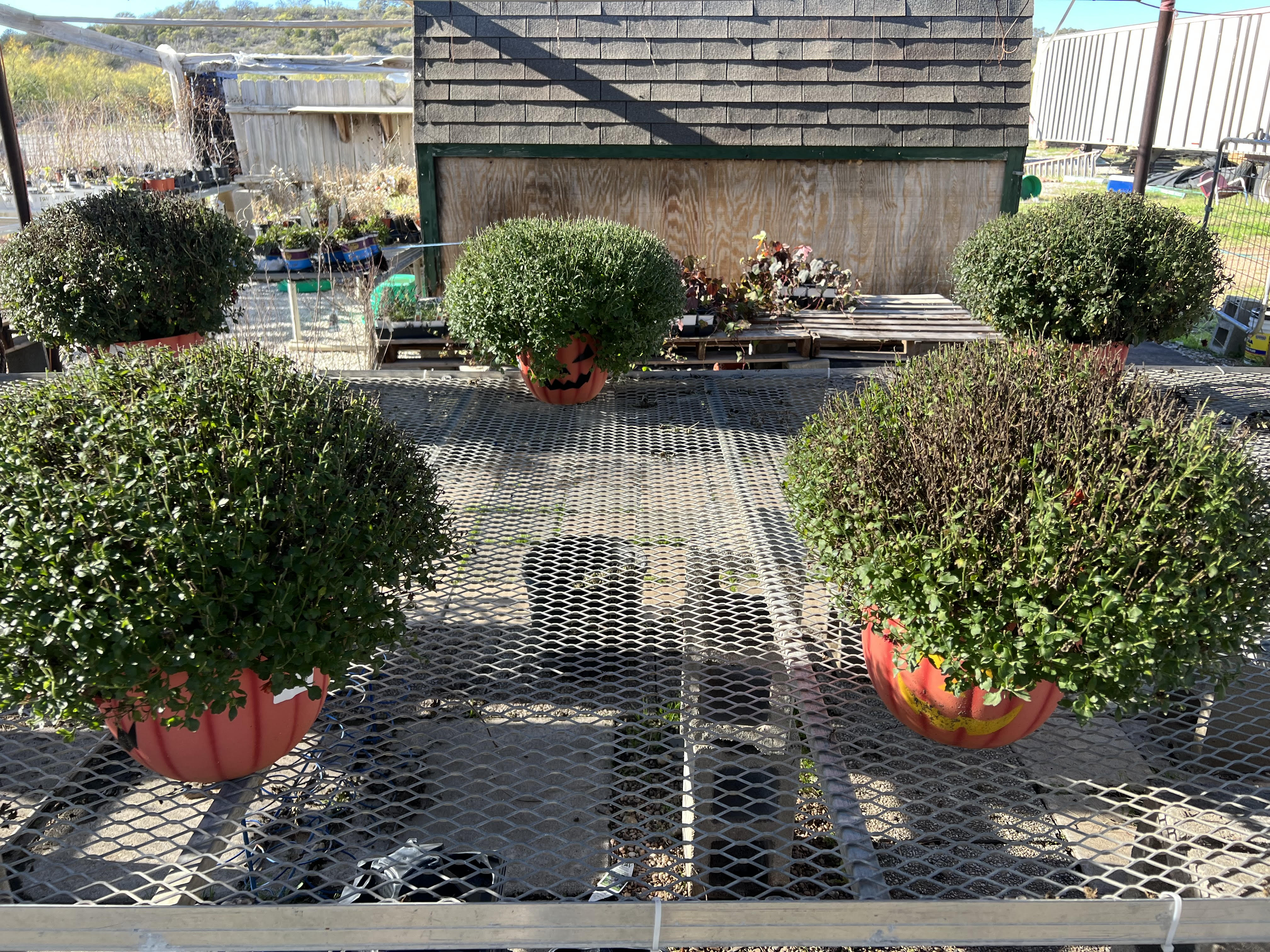 Potted bedding plants and shrubs on display outside the Trees Forever Nursery shop in Brownwood, TX