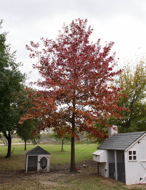 Red oak tree in fall color planted in a Central Texas backyard near Brownwood