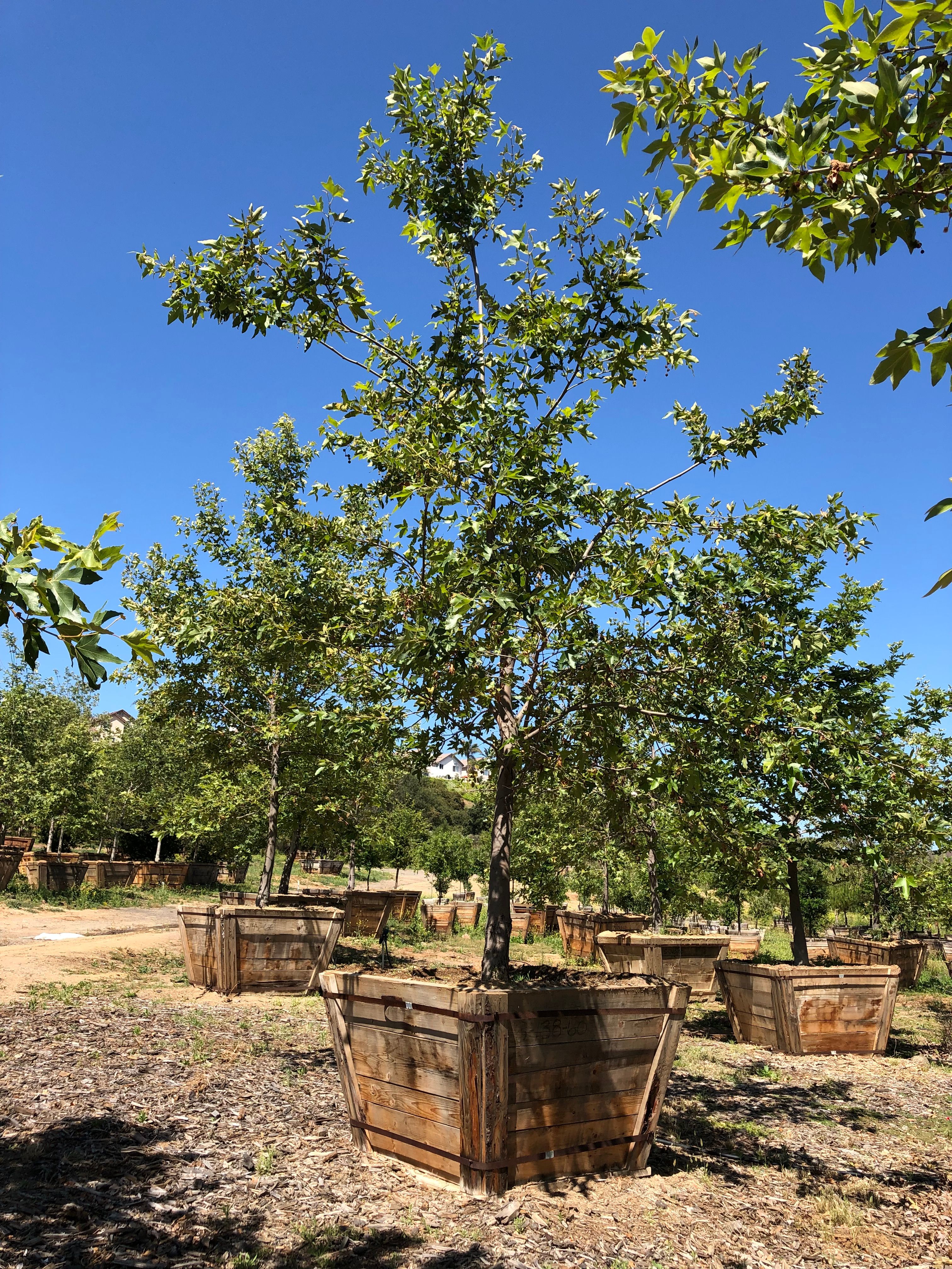 Sycamore trees growing in wooden grow boxes at the Trees Forever Nursery yard in Brownwood, TX