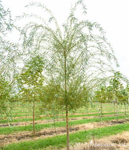 Willow tree with drooping branches growing in a row at Trees Forever Nursery
